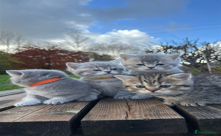 British Shorthair cats - Advert 2