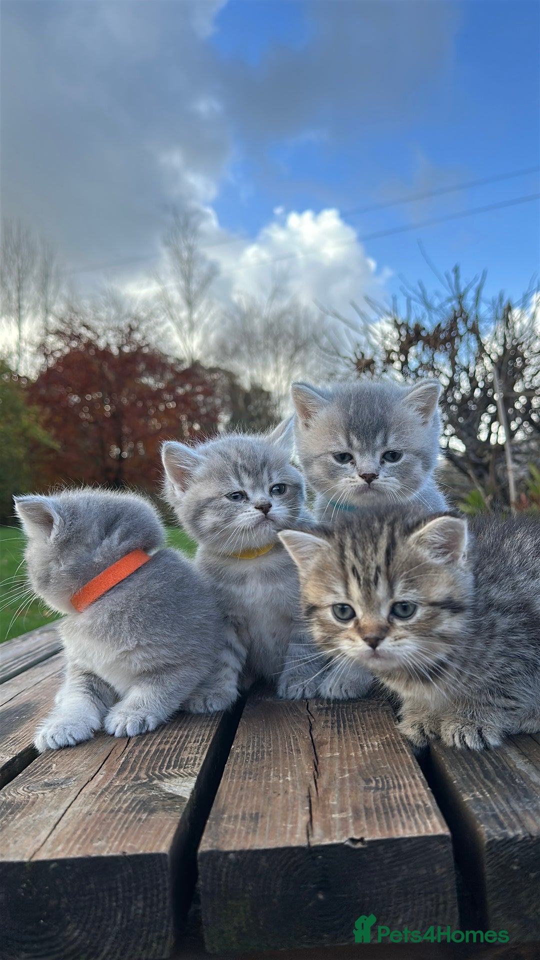 British Shorthair cats for sale: British Shorthair kittens  - Image 1