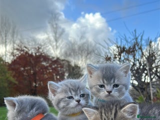British Shorthair cats for sale - Advert 1