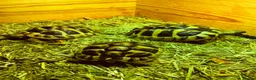 Hermann Tortoise reptiles for sale: Three Hermann’s Tortoises with Complete Setup in Sevenoaks - Advert 2