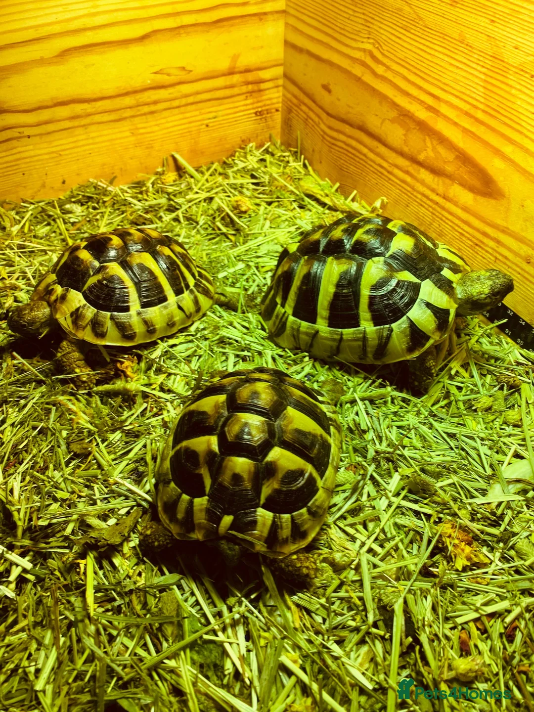 Hermann Tortoise reptiles for sale: Three Hermann’s Tortoises with Complete Setup in Sevenoaks - Advert 2