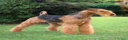 Airedale Terrier dogs for sale: KC REG AIREDALE TERRIERS  in Morpeth - Advert 2