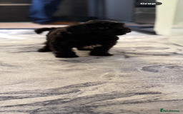 Cockapoo dogs for sale: Little Cockapoo boy - Image 4