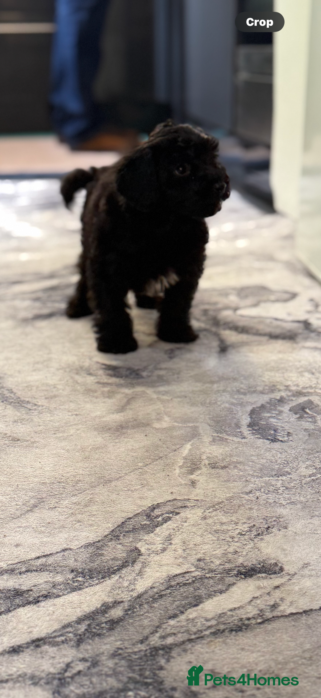 Cockapoo dogs for sale: Little Cockapoo boy - Image 4