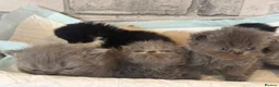 Persian cats for sale: Adorable Persian kittens  - Advert 5