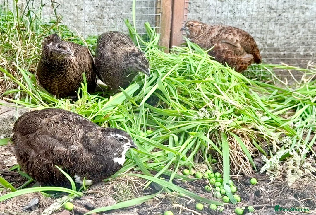 Quail poultry for sale: Coturnix Quail 1M /3F - Advert 3