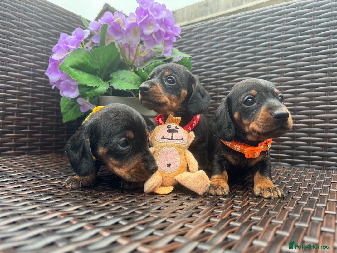 Miniature Dachshund dogs for sale: Reduced*KC, PRA clear mini Dachshund puppies - Image 20