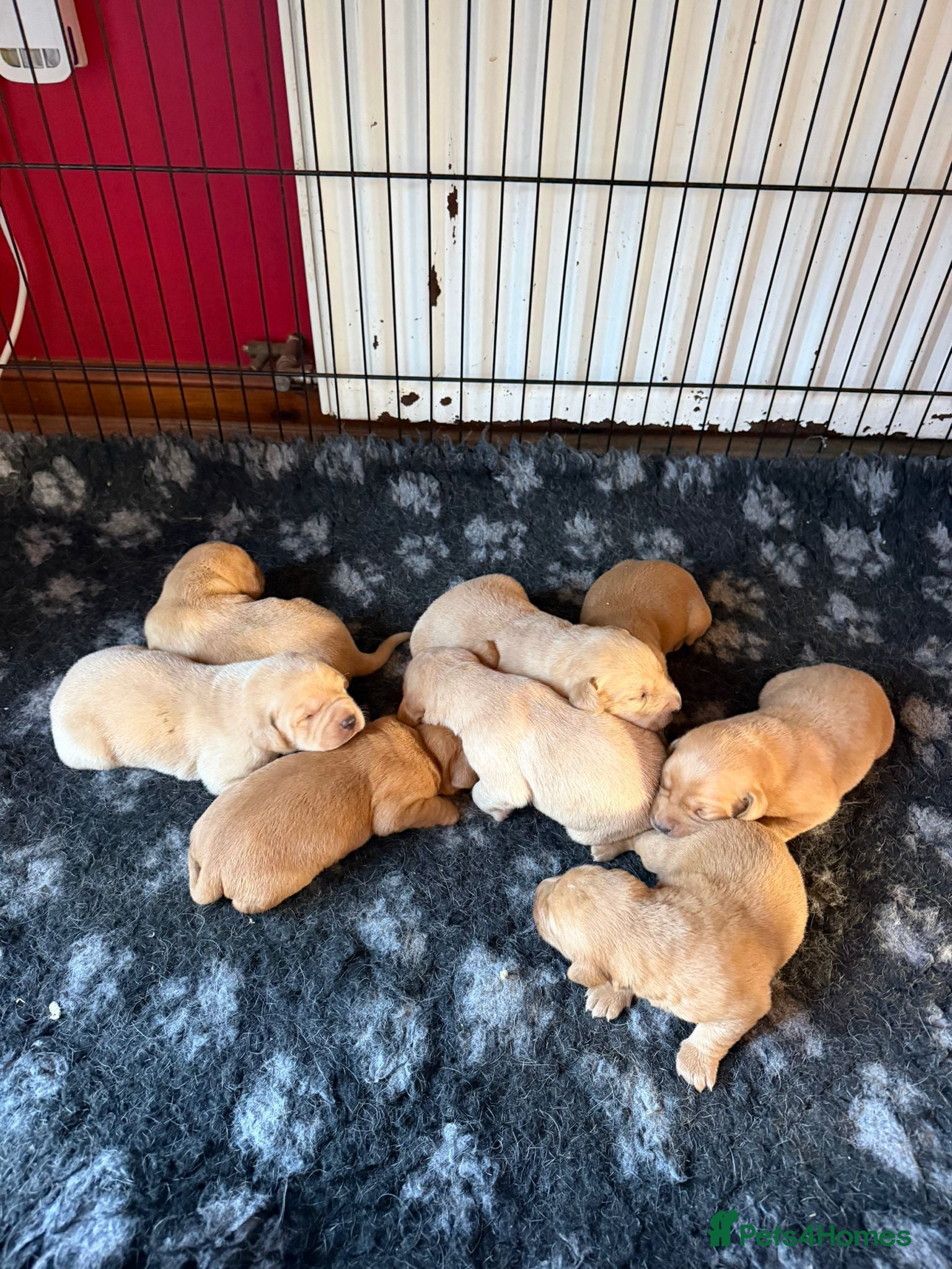 Labrador Retriever dogs Red / yellow Labrador pups   - Advert 6