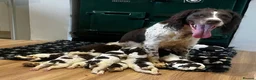 English Springer Spaniel dogs for sale: KC Registered English Springer Spaniel Puppies  - Advert 6