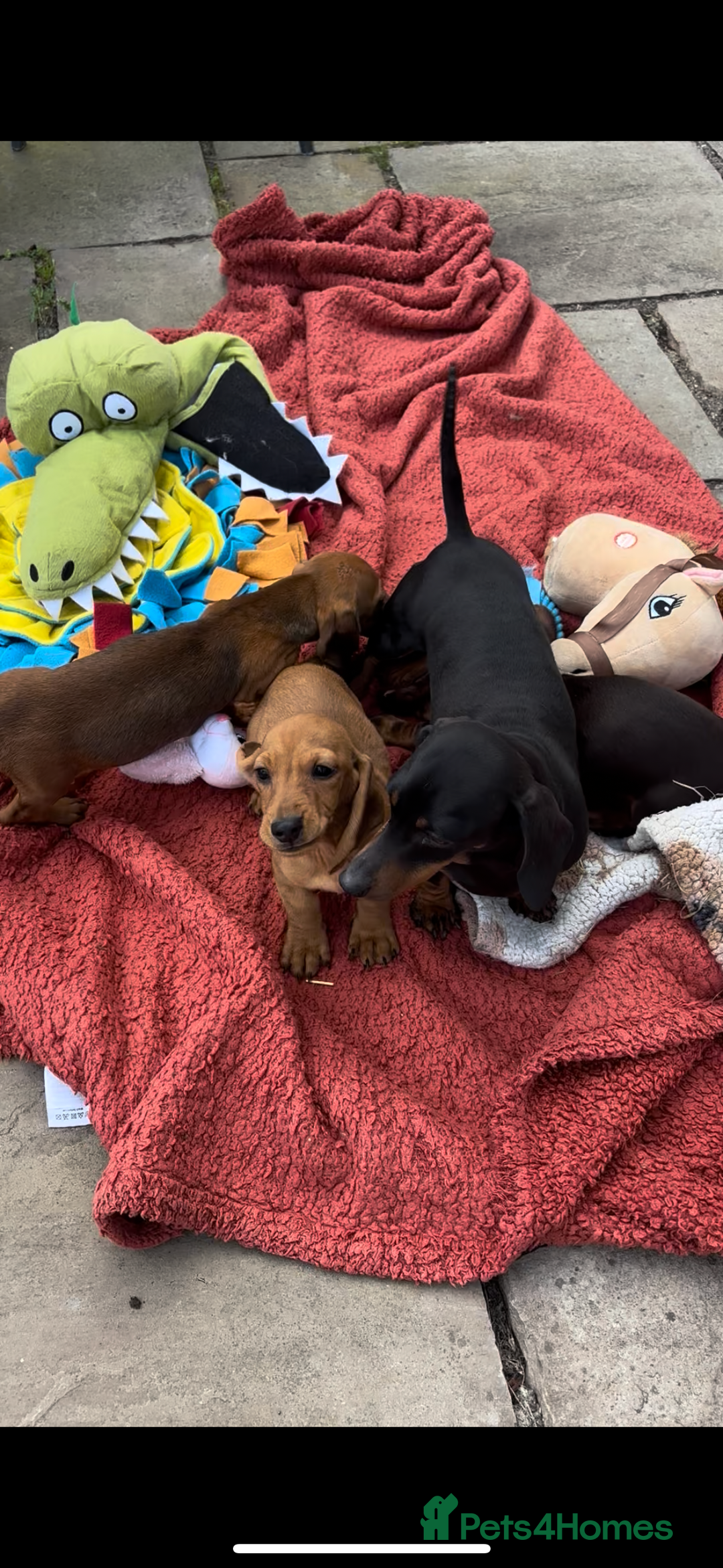 Miniature Dachshund dogs for sale: BEAUTIFUL KC REG & PRA CLEAR MINIS - 0% inbreeding - Image 39