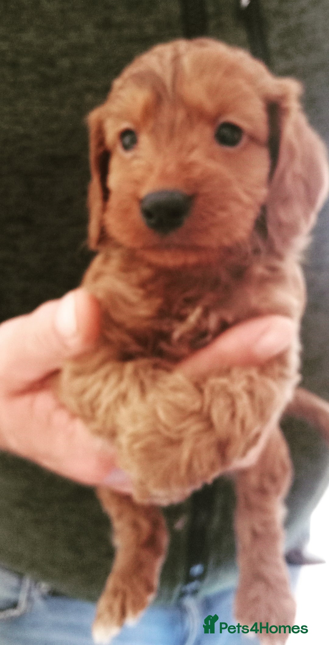 Cockapoo dogs for sale: Cockapoo puppies f1 show ) ruby red! In litter ♥️ - Image 4