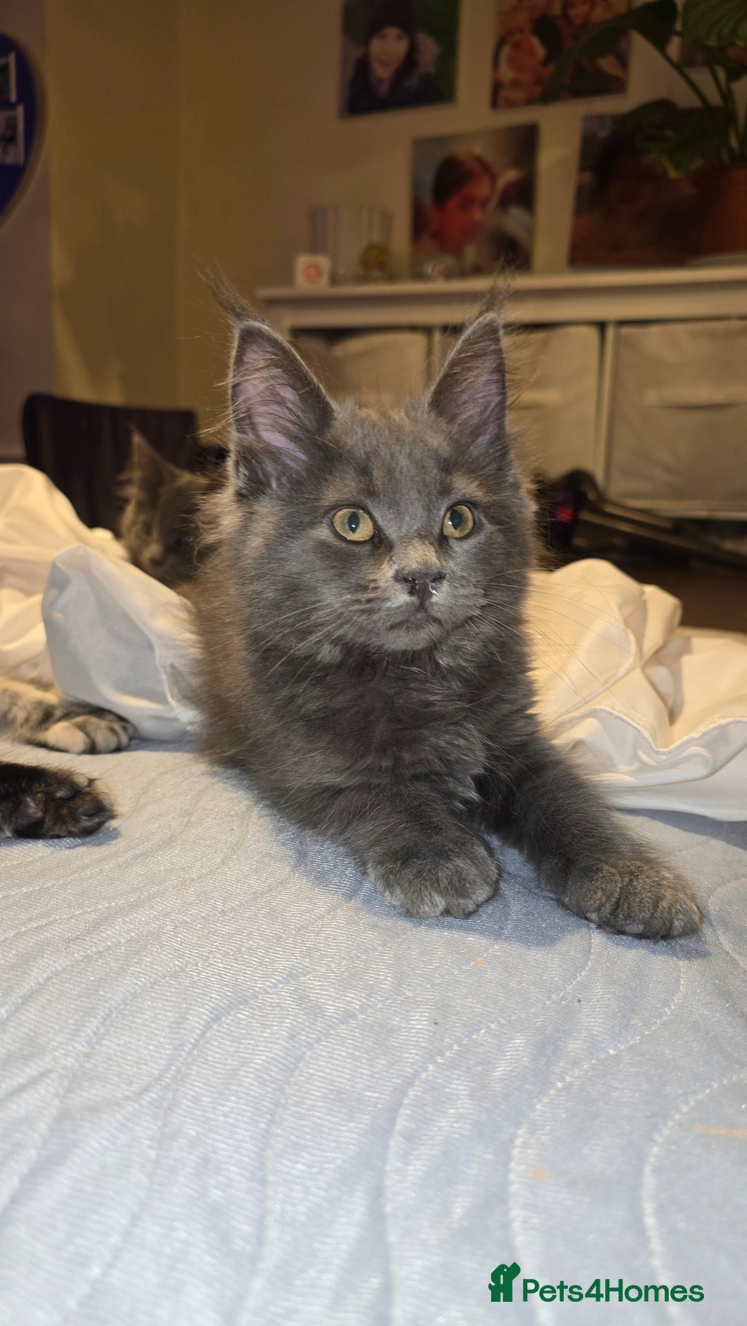 Maine Coon cats for sale: 5 beautiful maine coon ready to go - Advert 7