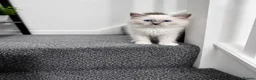 Ragdoll cats for sale: ‼️Gccf,Ready to leave little prince x  - Advert 5
