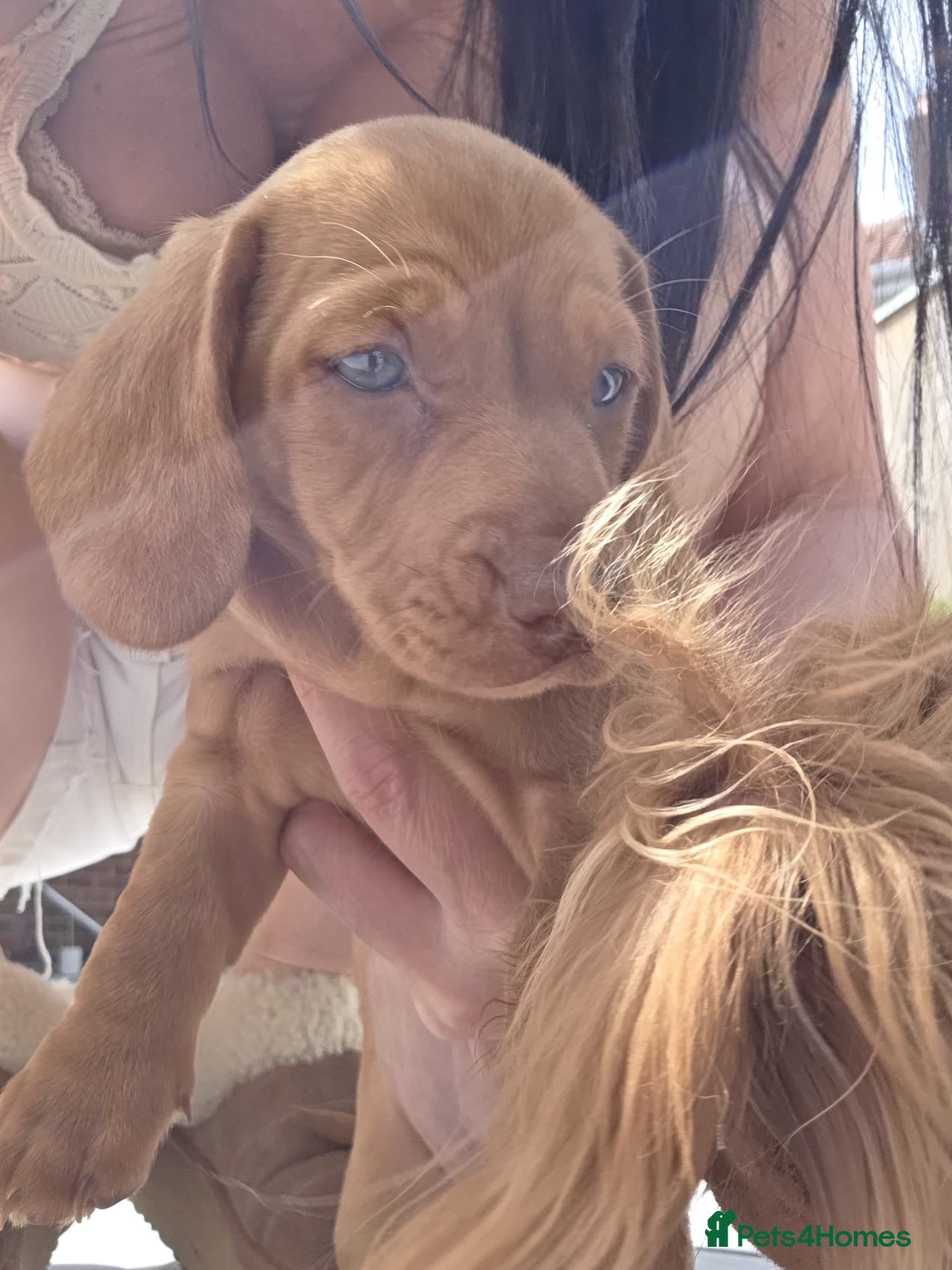 Miniature Dachshund dogs Last in little beautiful cream female  - Advert 1