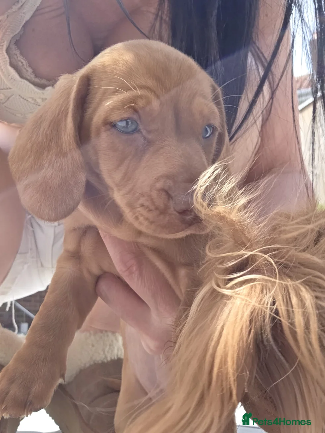Miniature Dachshund dogs for sale: Last in little beautiful cream female  - Advert 1