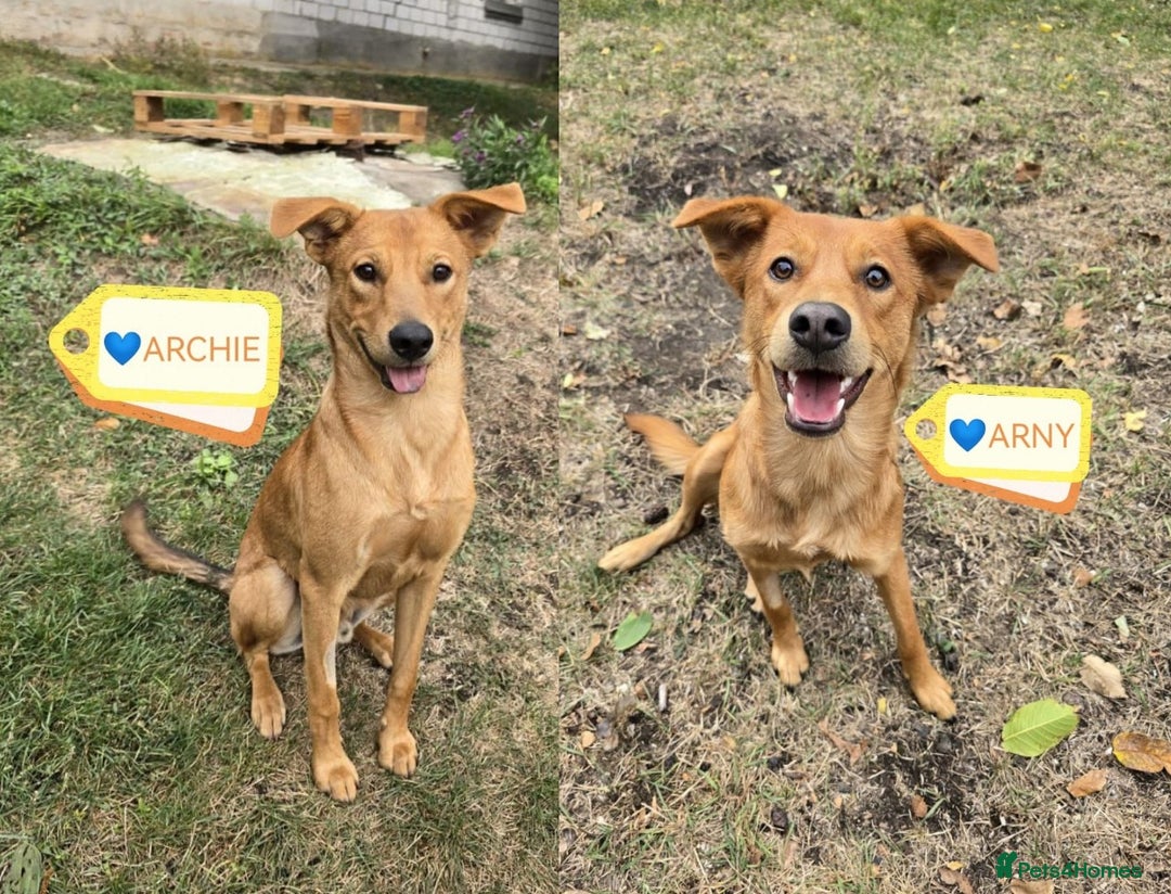 Mixed Breed dogs for adoption: 💙🐶 ARCHIE AND ARNY🐶💙 - Image 5