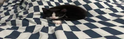 Mixed Breed cats for sale: Beautiful Mother Cat & 4 Lovely Kittens - Advert 9