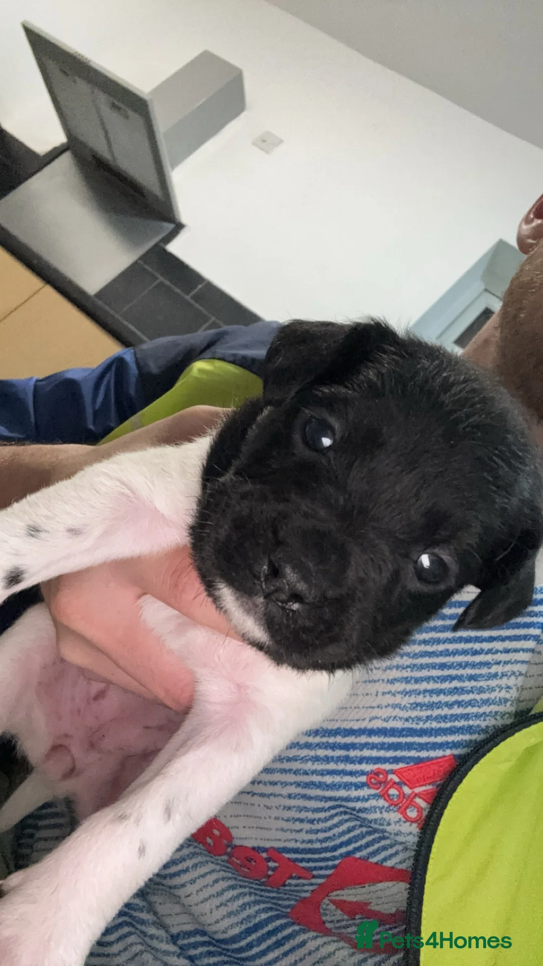 Mixed Breed dogs for sale: French doodles (French bulldog x labradoodles) in Stockton-on-Tees - Advert 3