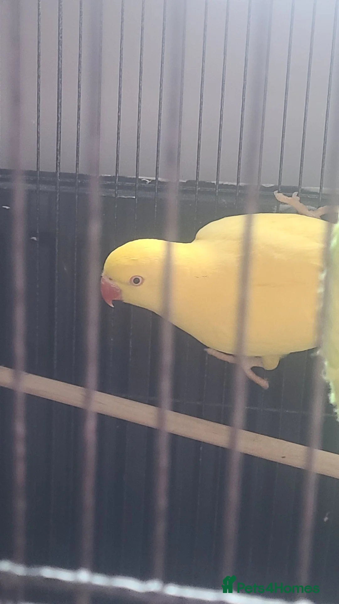 Parakeets birds for sale: Female lunito ring neck  - Advert 2