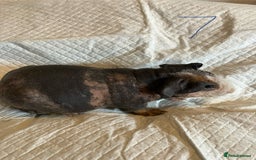 Guinea Pig rodents for sale: Skinny pig and smooth haired Guinea pigs - Image 13