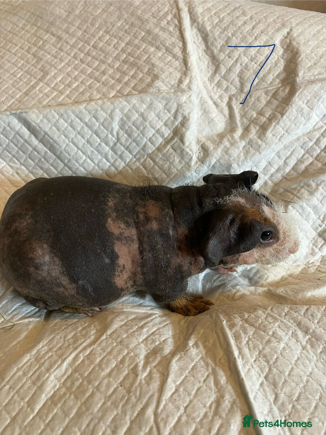 Guinea Pig rodents for sale: Skinny pig and smooth haired Guinea pigs - Image 13