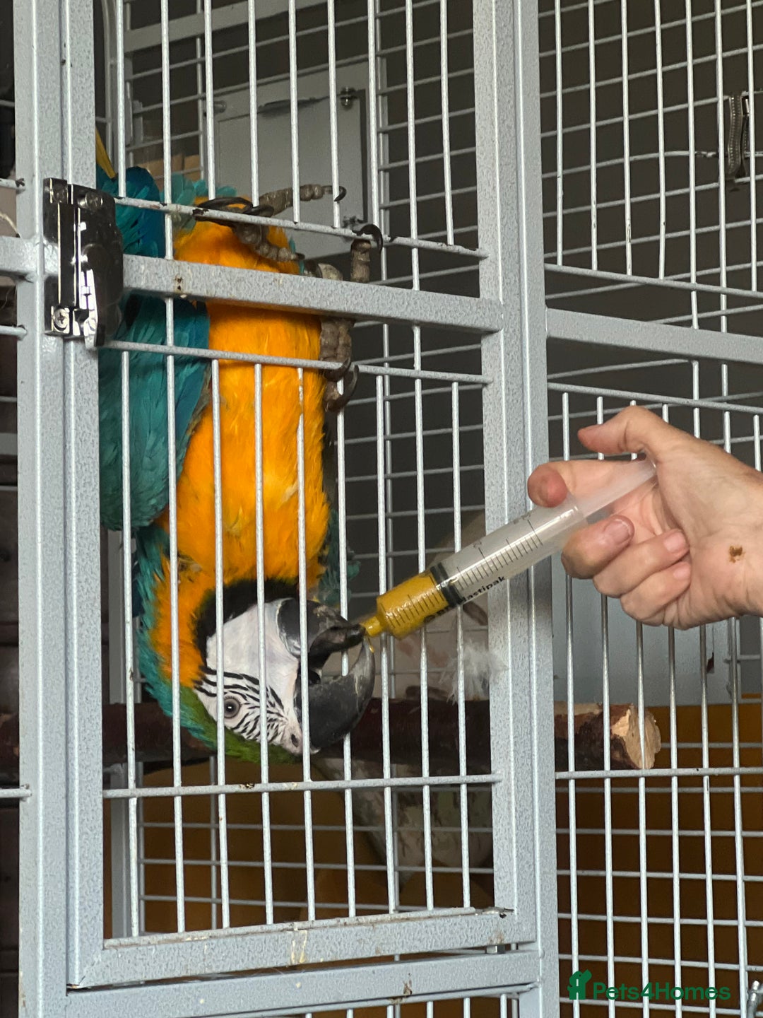Macaws birds for sale: Hand reared blue & gold Macaw Chick - Image 24