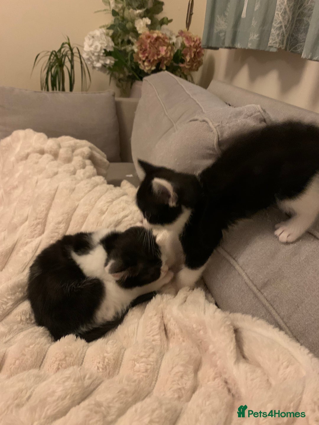 Mixed Breed cats for sale: 2 sweet girls - Advert 5