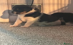 Jack Russell dogs for sale: Stunning Jack Russell puppies  - Image 12