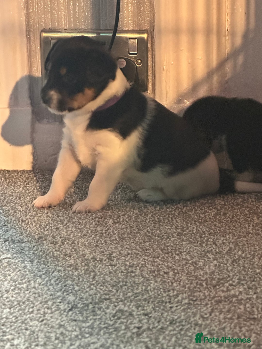 Jack Russell dogs for sale: Stunning Jack Russell puppies  - Image 12