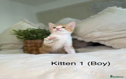 Mixed Breed cats for sale: 5 beautiful kittens 8 weeks old ready now  - Image 25