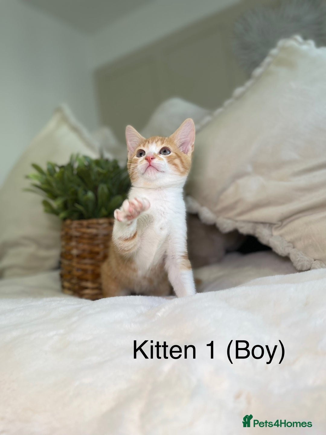 Mixed Breed cats for sale: 5 beautiful kittens 8 weeks old ready now  - Image 25