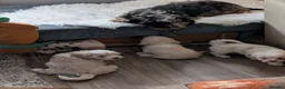 Mixed Breed dogs for sale: Adorable little bundles of joy!!  in Margate - Advert 19