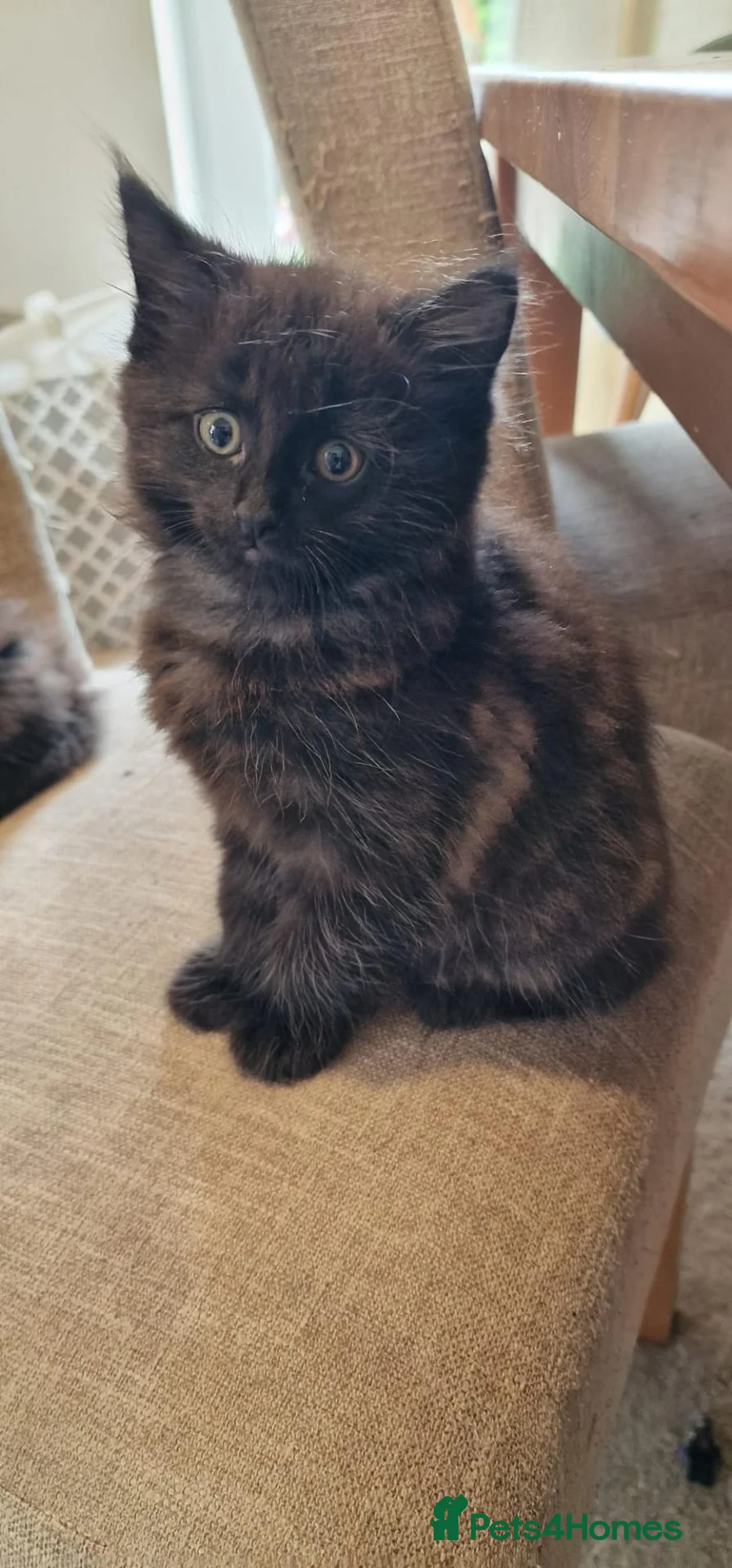 Mixed Breed cats for sale: 4 mixed breed main coon/ bengal boys - Advert 21