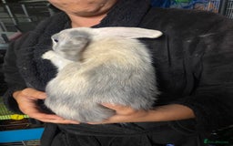 Mini Lop rabbits for sale: Mini lop bunnies for sale  - Image 5