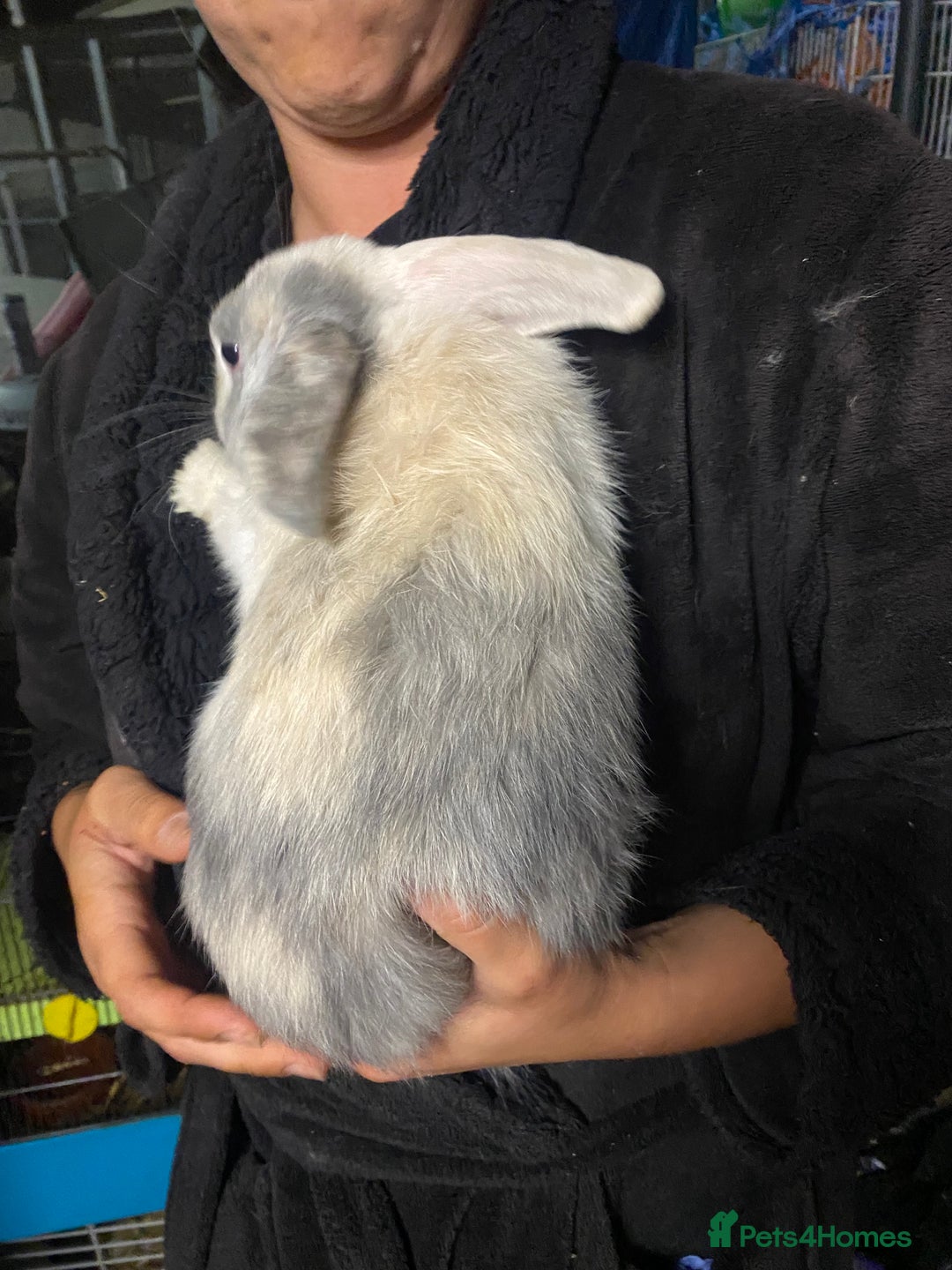 Mini Lop rabbits for sale: Mini lop bunnies for sale  - Image 5