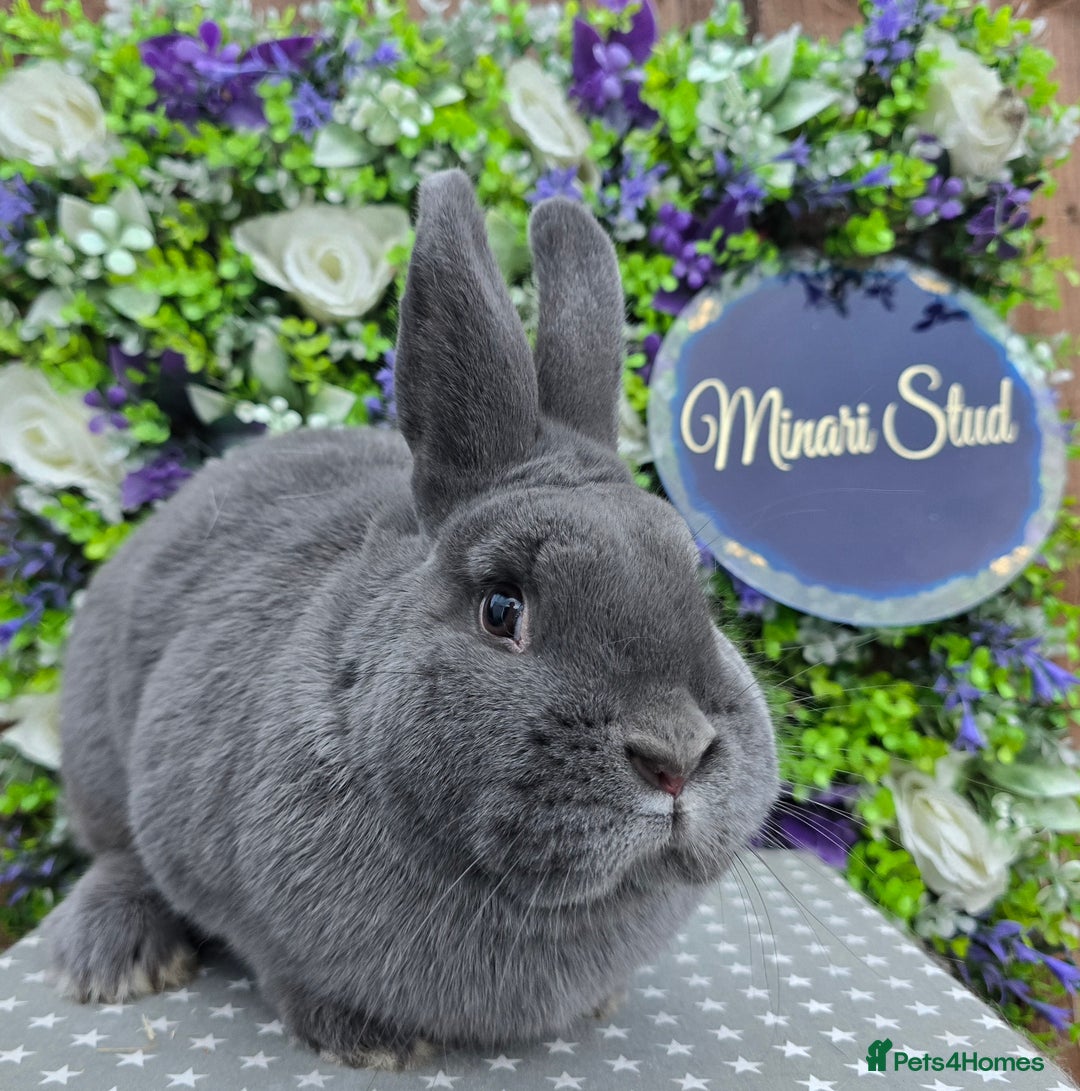 Mixed Breed rabbits for sale: Purebred Holicers - Advert 1