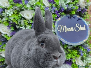 Mixed Breed rabbits - Advert 26