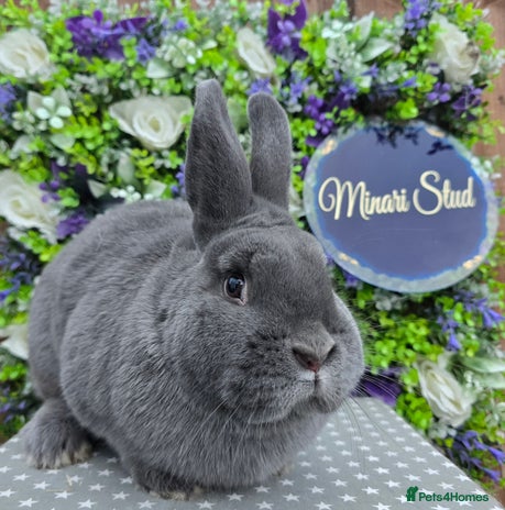 Mixed Breed rabbits Purebred Holicers - Advert 5