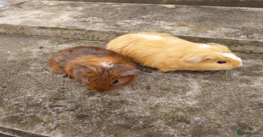 Guinea Pig rodents - Advert 3