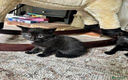 British Shorthair cats for sale: Short haired kittens  - Image 17