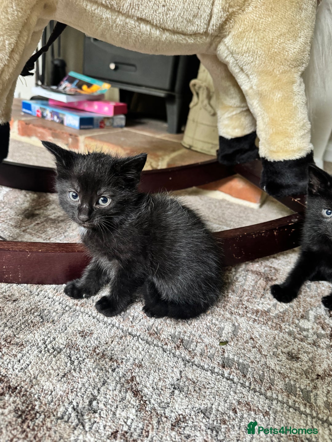 British Shorthair cats for sale: Short haired kittens  - Image 17