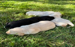 Labrador Retriever dogs for sale: KC health tested Labrador Pups  - Image 3