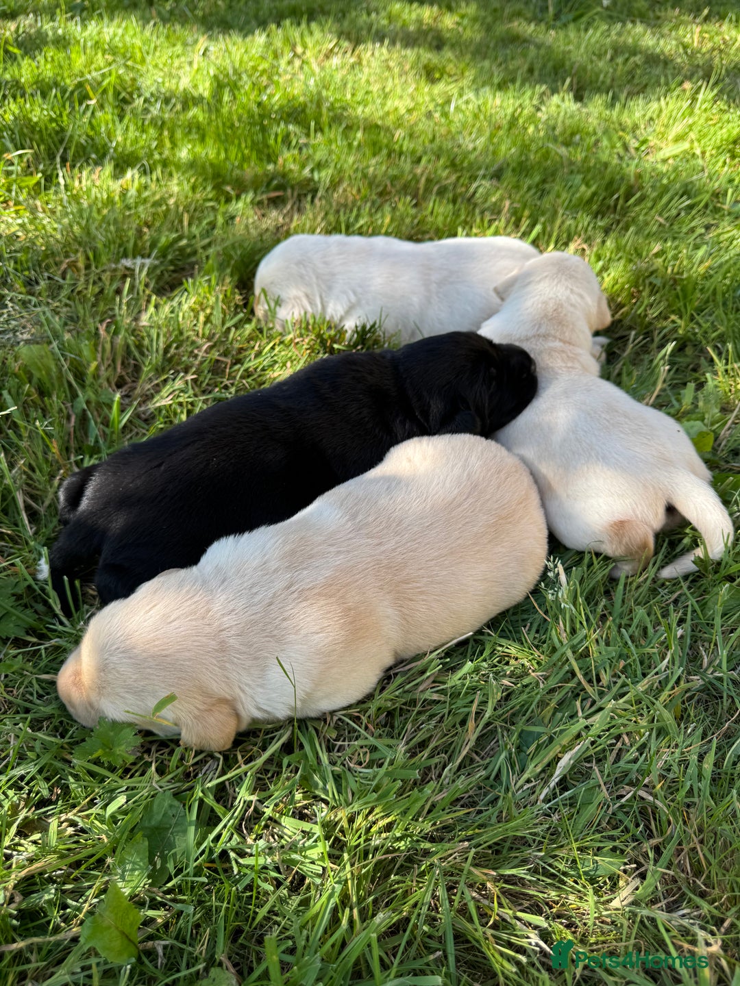 Labrador Retriever dogs for sale: KC health tested Labrador Pups  - Image 3