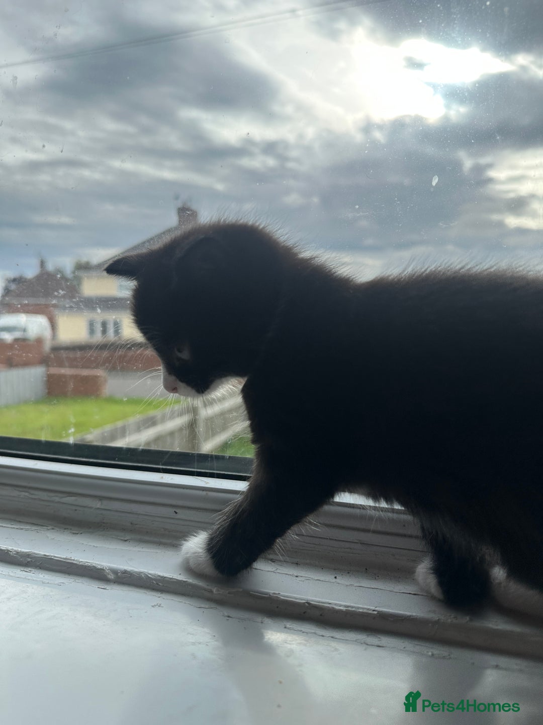 Mixed Breed cats for sale: Beautiful litter of kittens - Image 13
