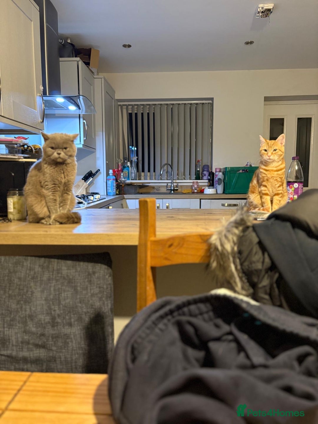 Mixed Breed cats for sale: Jasper  - Advert 5