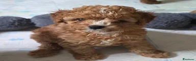 Cavapoo 5