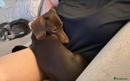 Dachshund dogs for sale: dachshund  - Image 1