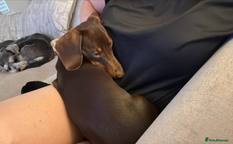 Dachshund dogs - Advert 5
