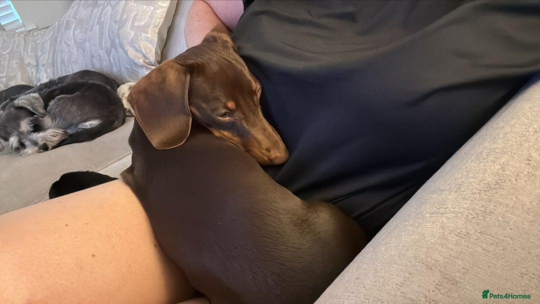 Dachshund dogs for sale: dachshund  - Image 1