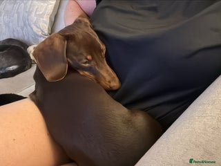 Dachshund dogs - Advert 9